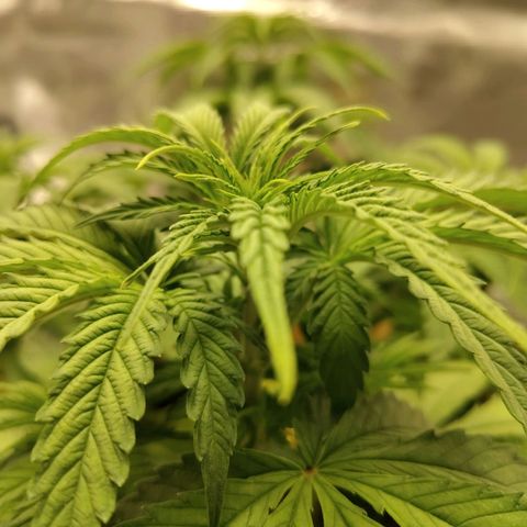 Gertrude growlog timeline photo