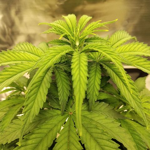 Gertrude growlog timeline photo