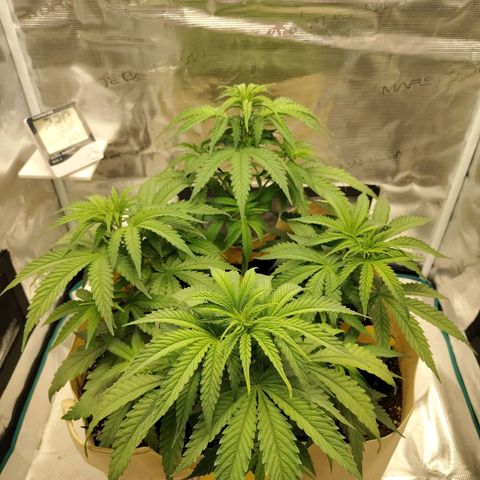 Gertrude growlog timeline photo