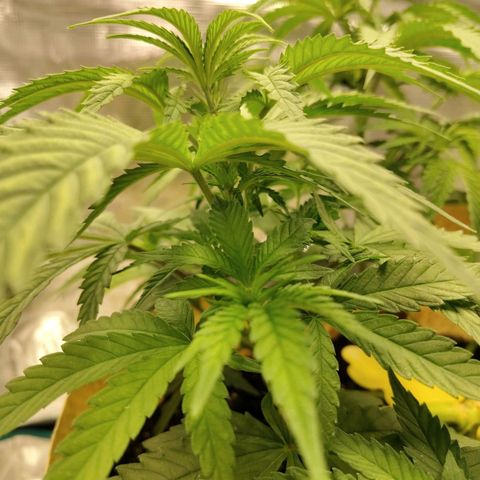 Gertrude growlog timeline photo