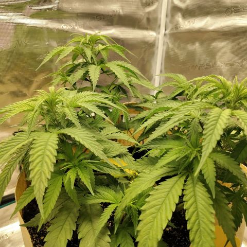 Gertrude growlog timeline photo