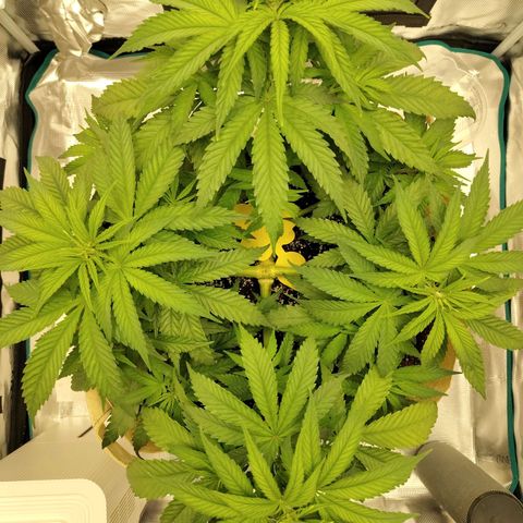 Gertrude growlog timeline photo