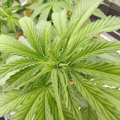 Gertrude growlog timeline photo