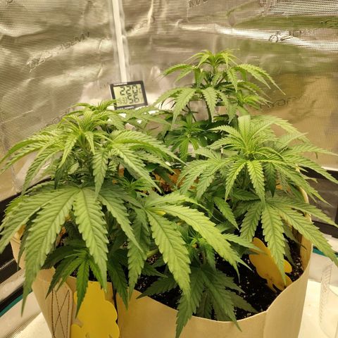Gertrude growlog timeline photo