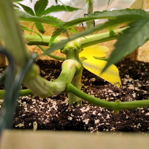 Gertrude growlog timeline photo