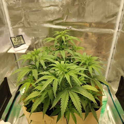 Gertrude growlog timeline photo