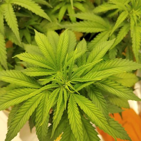Gertrude growlog timeline photo