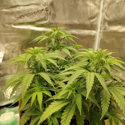 Gertrude growlog timeline photo