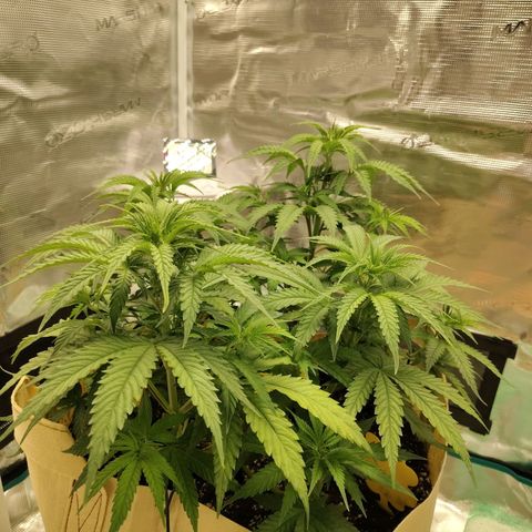 Gertrude growlog timeline photo