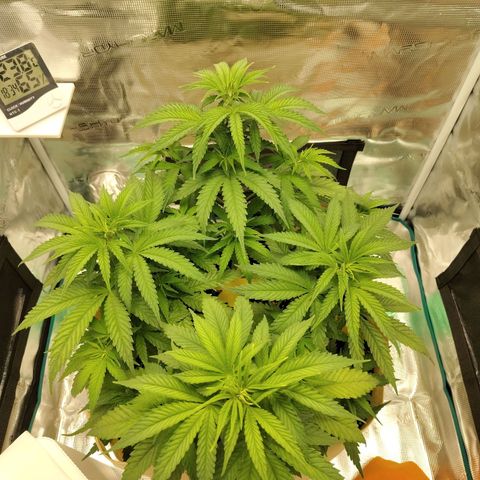 Gertrude growlog timeline photo
