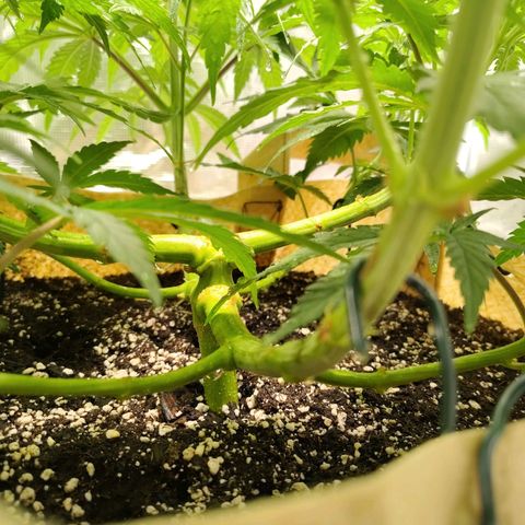Gertrude growlog timeline photo