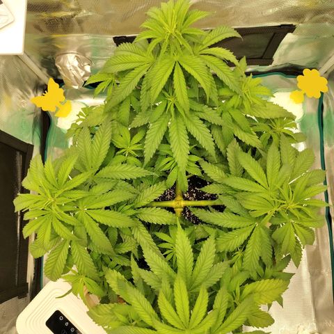 Gertrude growlog timeline photo