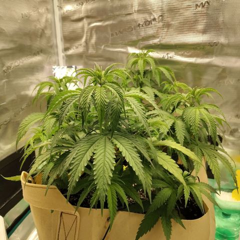 Gertrude growlog timeline photo