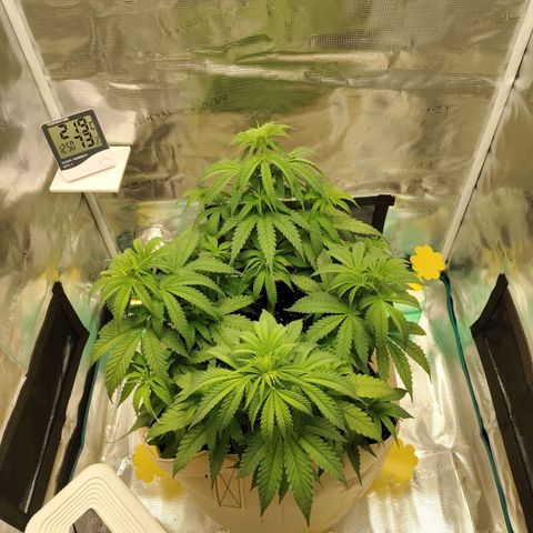 Gertrude growlog timeline photo