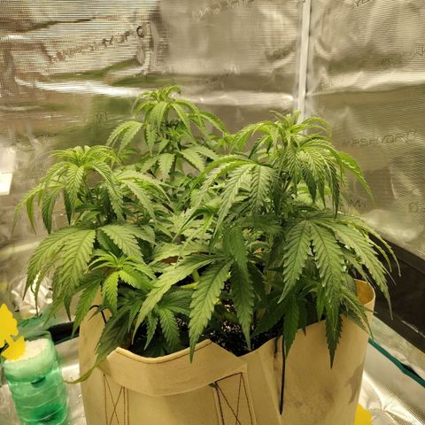 Gertrude growlog timeline photo