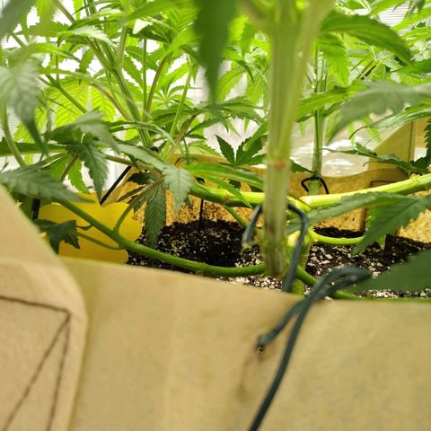 Gertrude growlog timeline photo