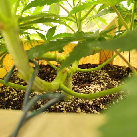 Gertrude growlog timeline photo
