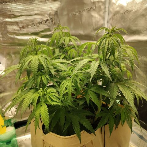 Gertrude growlog timeline photo