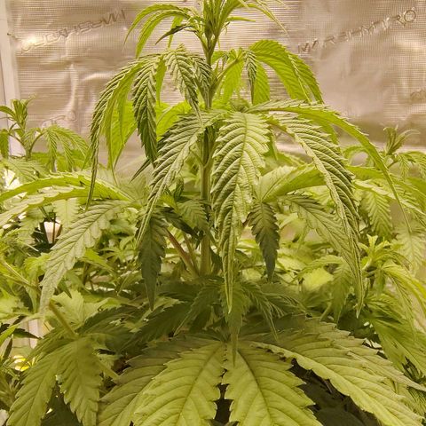 Gertrude growlog timeline photo