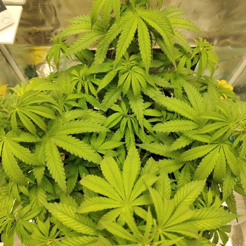 Gertrude growlog timeline photo