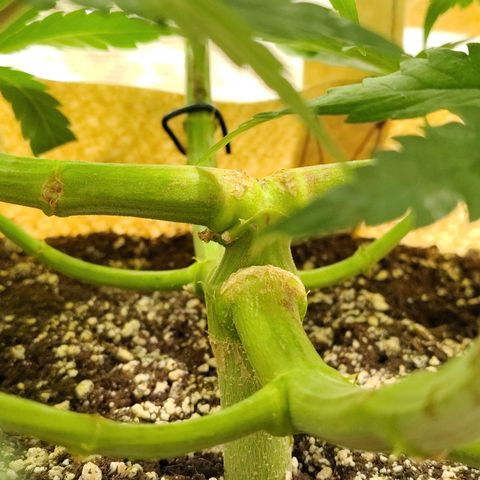 Gertrude growlog timeline photo
