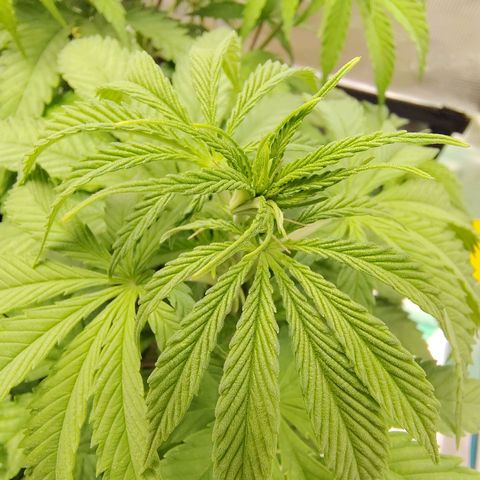 Gertrude growlog timeline photo