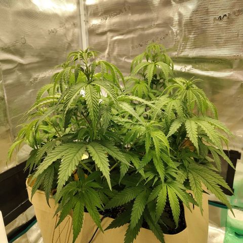 Gertrude growlog timeline photo