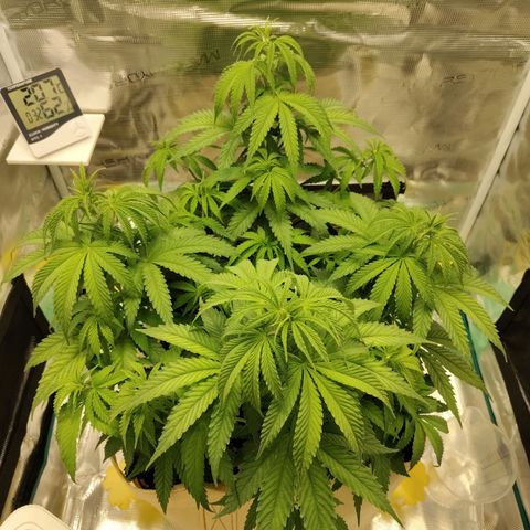Gertrude growlog timeline photo