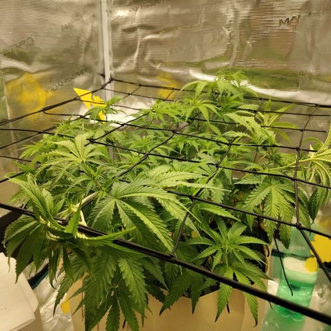 Gertrude growlog timeline photo