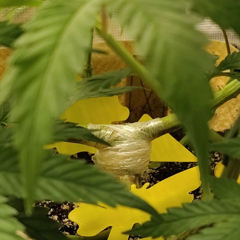 Gertrude growlog timeline photo