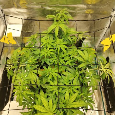 Gertrude growlog timeline photo