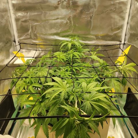 Gertrude growlog timeline photo