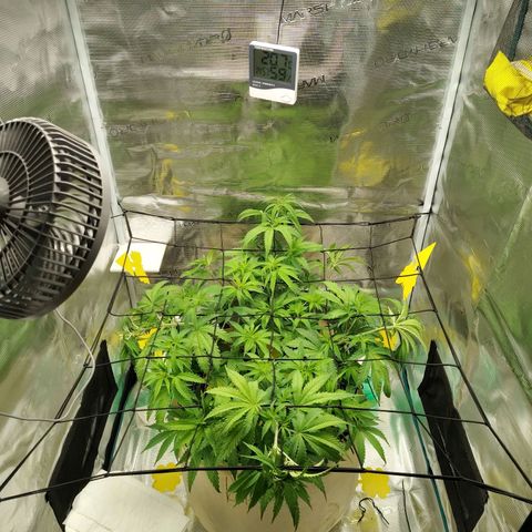 Gertrude growlog timeline photo