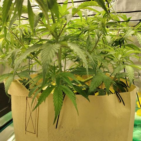 Gertrude growlog timeline photo