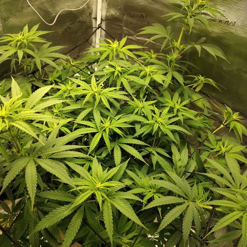 Gertrude growlog timeline photo