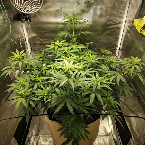 Gertrude growlog timeline photo