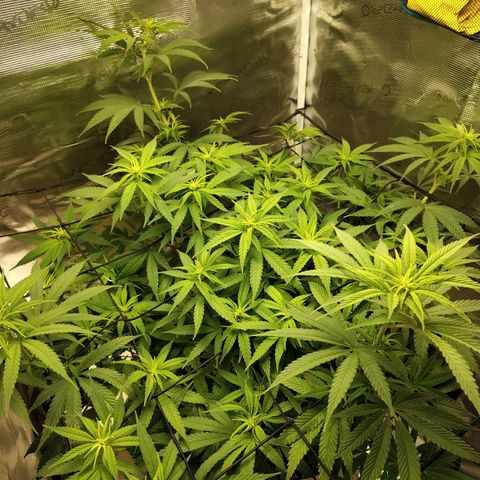 Gertrude growlog timeline photo