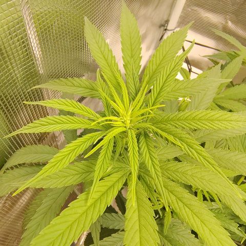 Gertrude growlog timeline photo