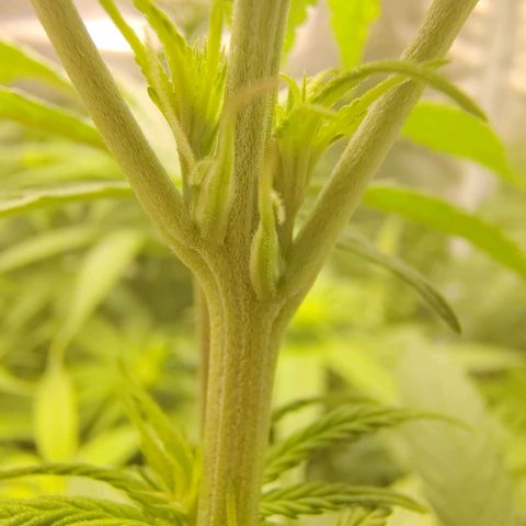 Gertrude growlog timeline photo