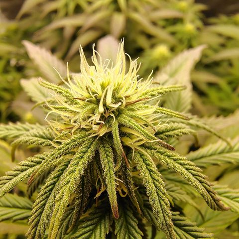Gertrude growlog timeline photo