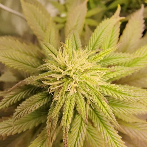Gertrude growlog timeline photo