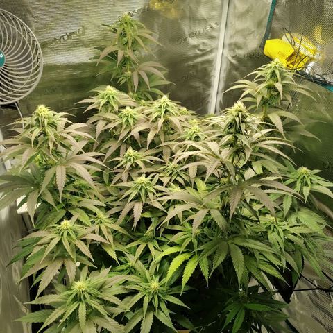 Gertrude growlog timeline photo
