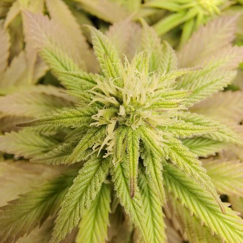 Gertrude growlog timeline photo