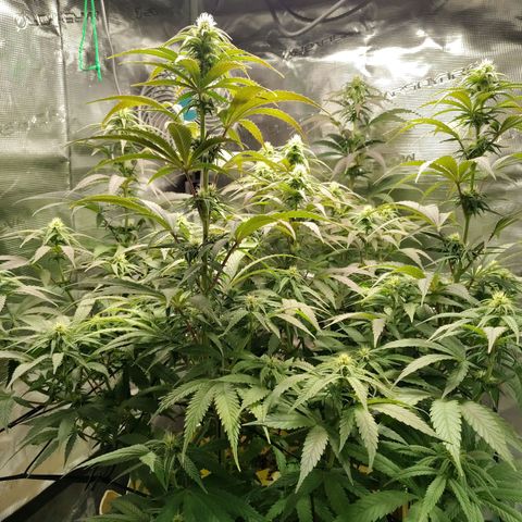 Gertrude growlog timeline photo