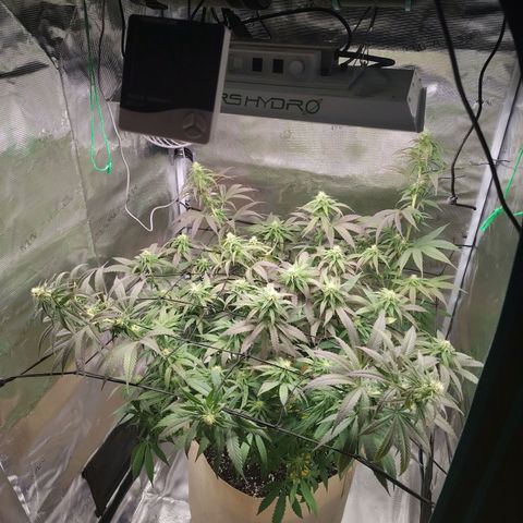 Gertrude growlog timeline photo