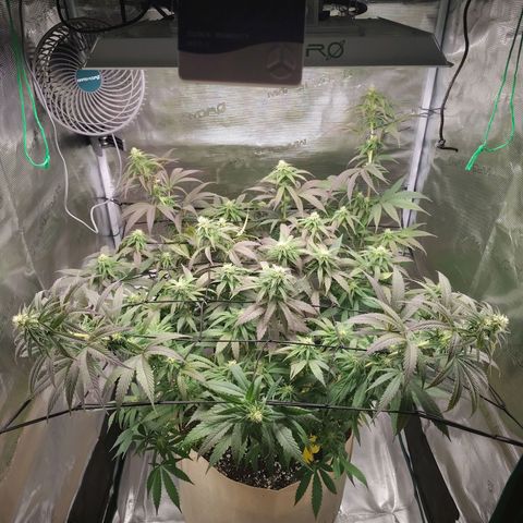 Gertrude growlog timeline photo