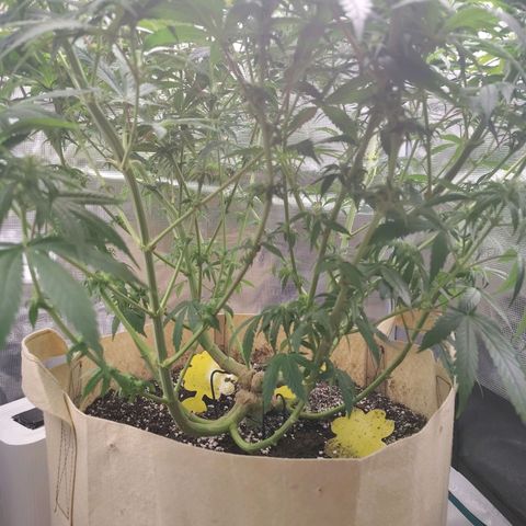 Gertrude growlog timeline photo