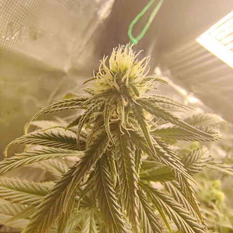 Gertrude growlog timeline photo