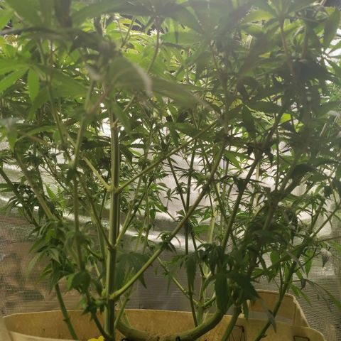 Gertrude growlog timeline photo