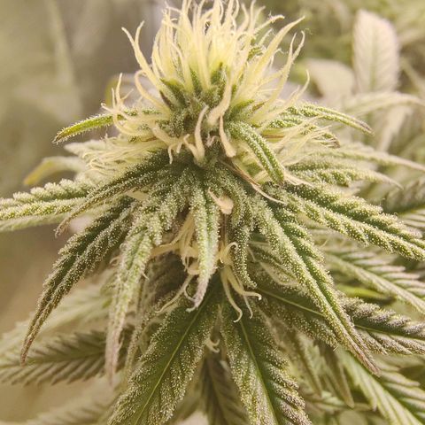 Gertrude growlog timeline photo